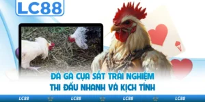 Đá Gà Cựa Sắt Trải Nghiệm Thi Đấu Nhanh Và Kịch Tính