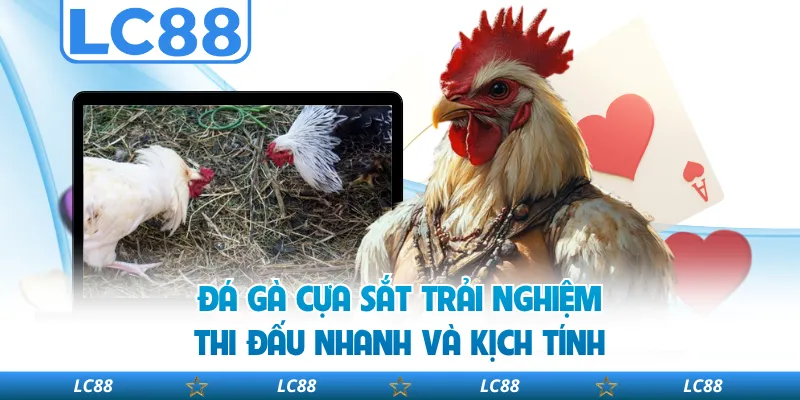 Đá Gà Cựa Sắt Trải Nghiệm Thi Đấu Nhanh Và Kịch Tính