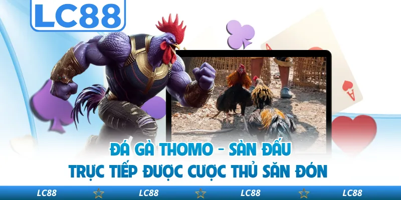 Đá Gà Thomo - Sàn Đấu Trực Tiếp Được Cược Thủ Săn Đón